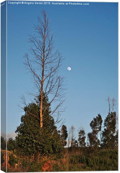 Autumn Tree and Moon  Canvas Print by Angelo DeVal