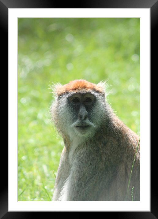  Lone Monkey Framed Mounted Print by Adele Crittenden