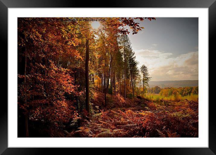  Autumn Sunburst Framed Mounted Print by Kerry Palmer