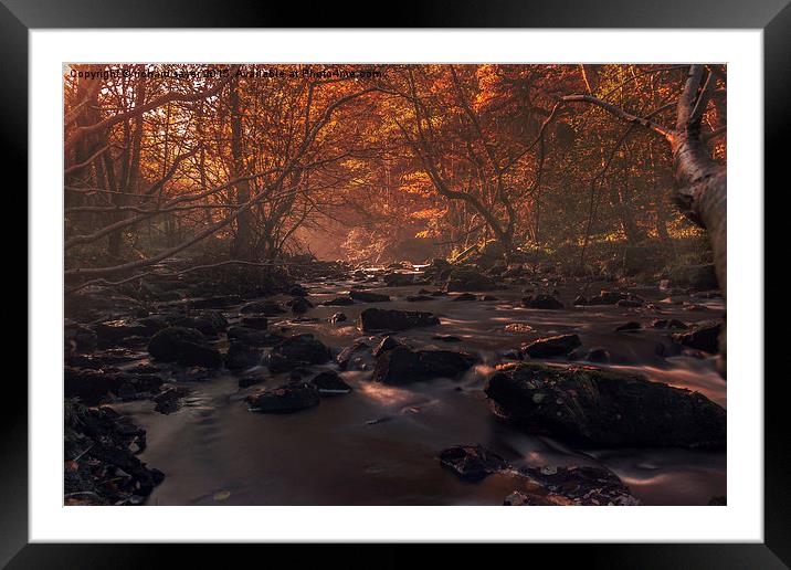 Into the Woods we go Framed Mounted Print by richard sayer