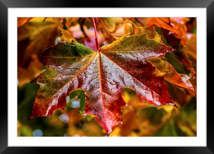 Glorious Autumn Framed Mounted Print by Fay Martyn