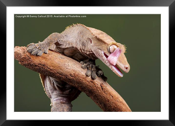  New Caledonian Crested Gecko Framed Mounted Print by Danny Callcut