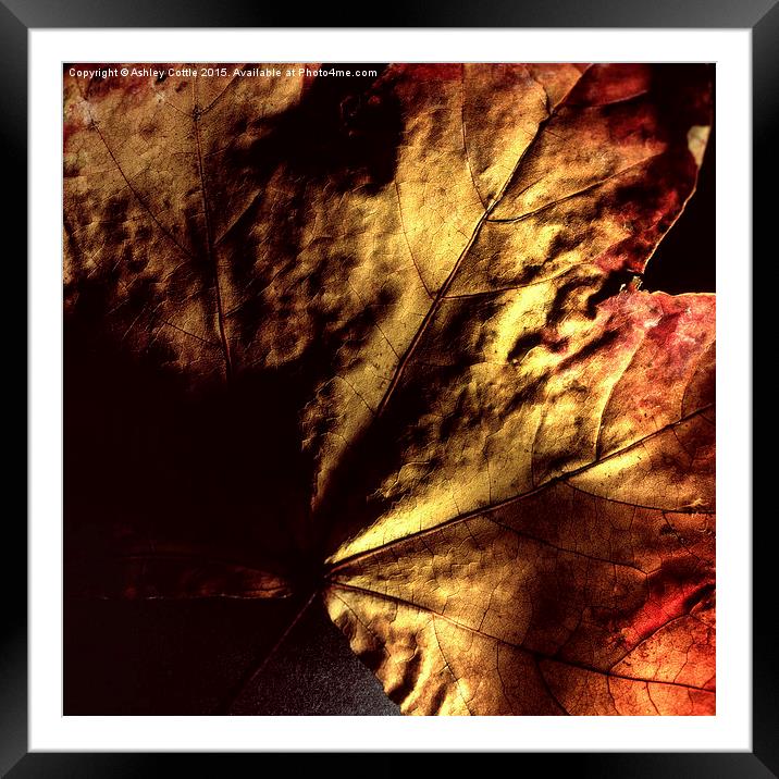  Autumn Leaves Framed Mounted Print by Ashley Cottle