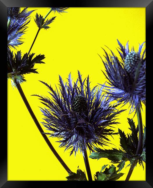  Blue thistles on Yellow Framed Print by Ashley Cottle