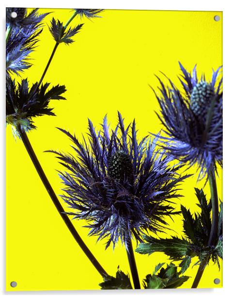  Blue thistles on Yellow Acrylic by Ashley Cottle