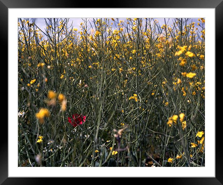  Poppy in field of rapeseed Framed Mounted Print by Ashley Cottle