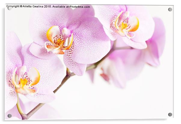 Pink speckled Orchid flowers Acrylic by Arletta Cwalina