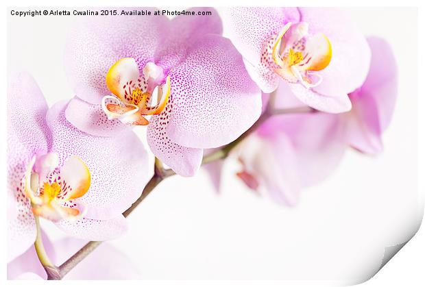 Pink speckled Orchid flowers Print by Arletta Cwalina
