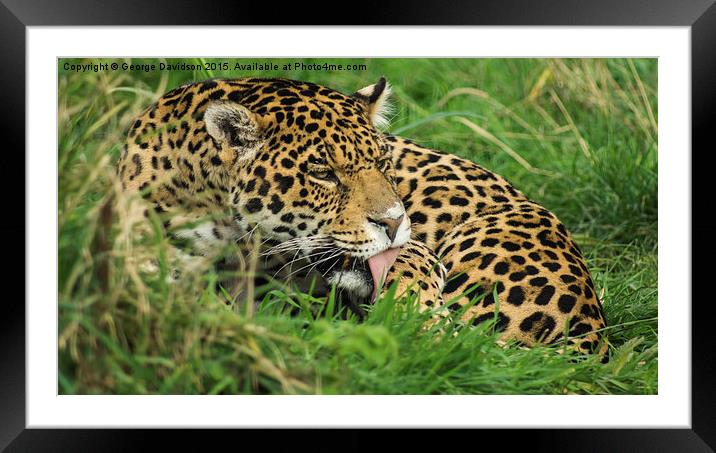  Lick Framed Mounted Print by George Davidson