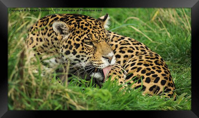  Lick Framed Print by George Davidson