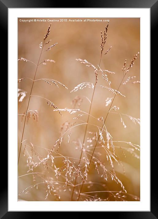 Grass inflorescences blurred Framed Mounted Print by Arletta Cwalina