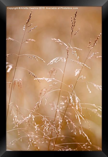 Grass inflorescences blurred Framed Print by Arletta Cwalina