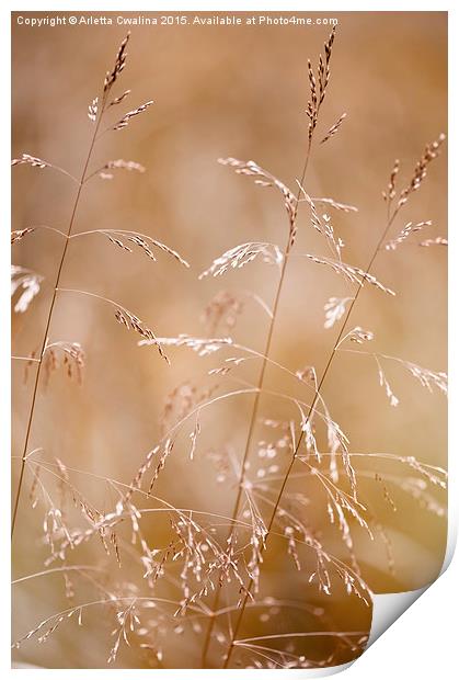 Grass inflorescences blurred Print by Arletta Cwalina