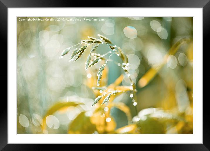 Grass shining in the rain Framed Mounted Print by Arletta Cwalina