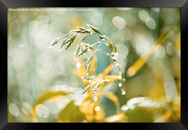 Grass shining in the rain Framed Print by Arletta Cwalina