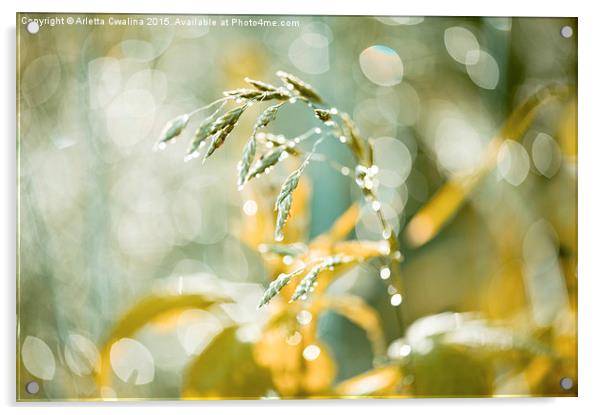 Grass shining in the rain Acrylic by Arletta Cwalina
