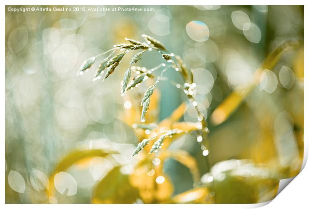 Grass shining in the rain Print by Arletta Cwalina