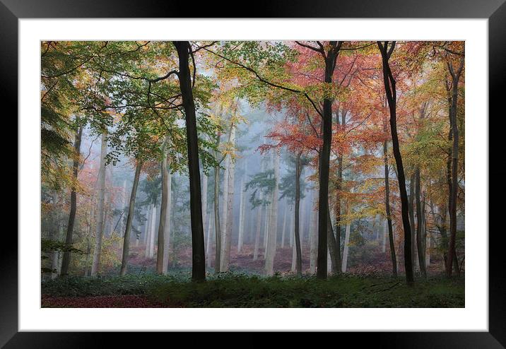  Autumn Woodlands Framed Mounted Print by Ceri Jones