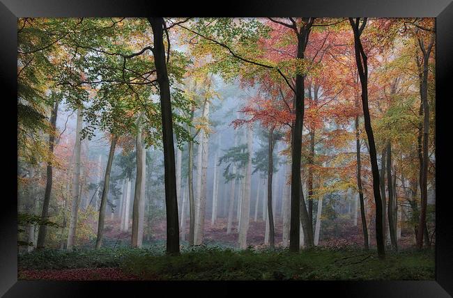  Autumn Woodlands Framed Print by Ceri Jones