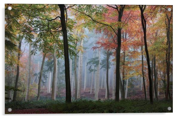  Autumn Woodlands Acrylic by Ceri Jones
