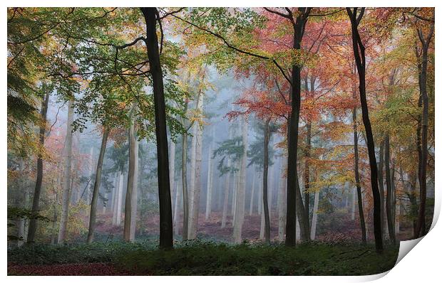  Autumn Woodlands Print by Ceri Jones