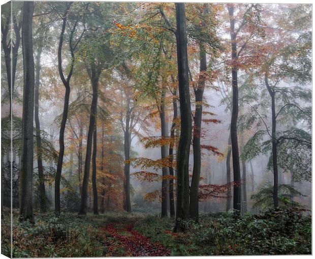  Misty Forest Canvas Print by Ceri Jones