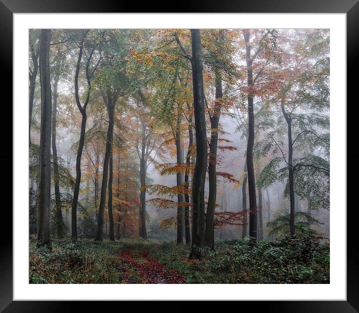  Misty Forest Framed Mounted Print by Ceri Jones