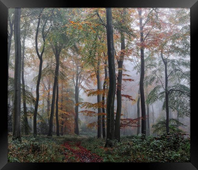  Misty Forest Framed Print by Ceri Jones