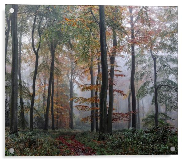  Misty Forest Acrylic by Ceri Jones