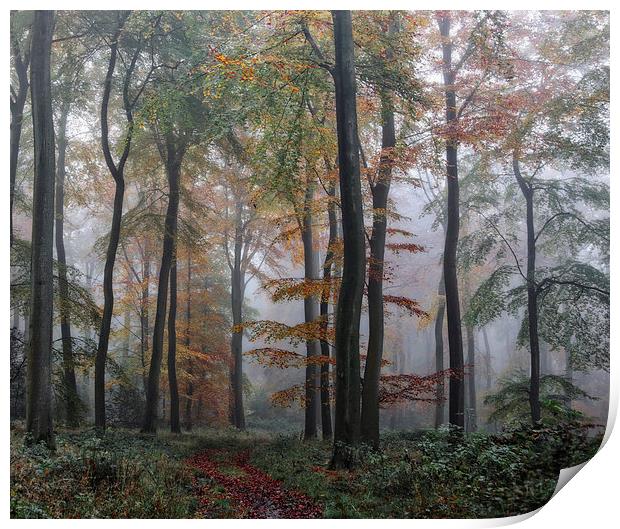  Misty Forest Print by Ceri Jones