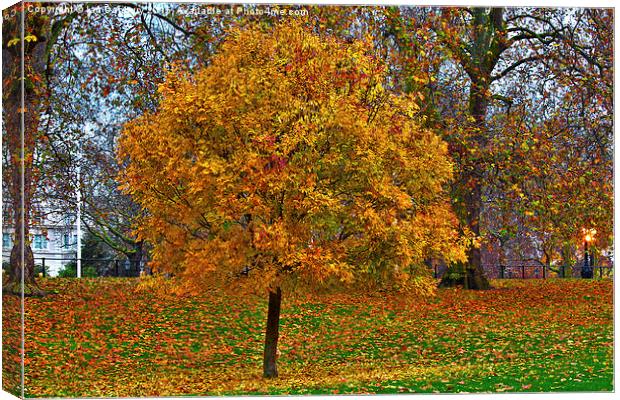  Autumn in the Park Canvas Print by Ian Danbury