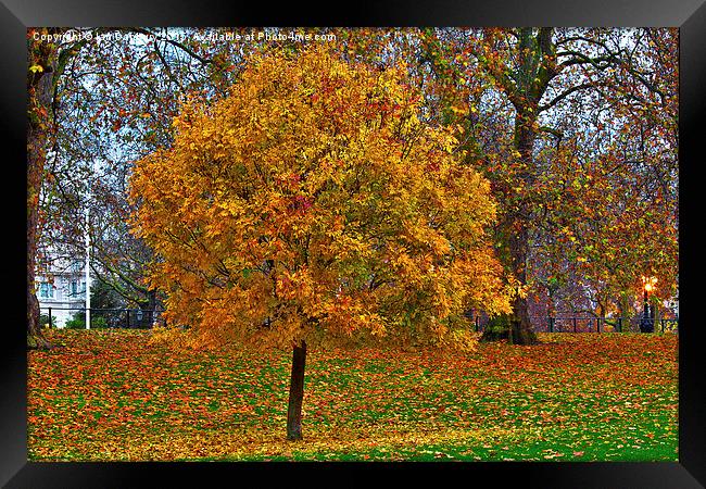  Autumn in the Park Framed Print by Ian Danbury