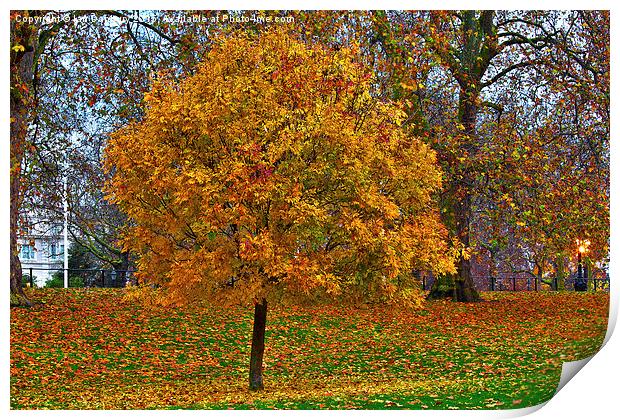  Autumn in the Park Print by Ian Danbury