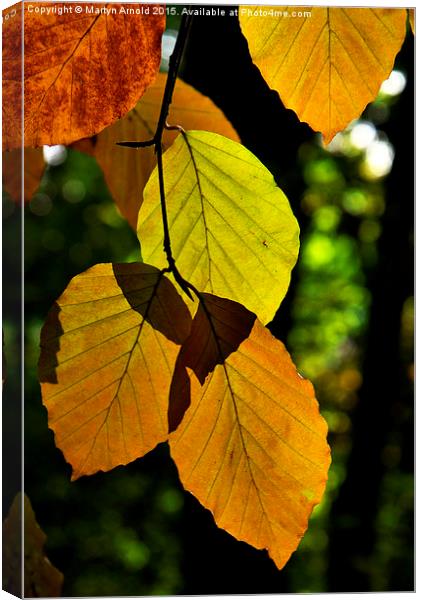 Autumn Beech Leaves Canvas Print by Martyn Arnold