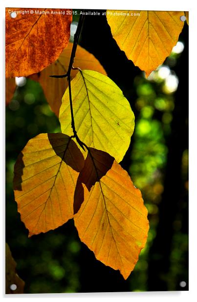Autumn Beech Leaves Acrylic by Martyn Arnold