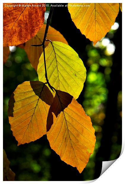 Autumn Beech Leaves Print by Martyn Arnold