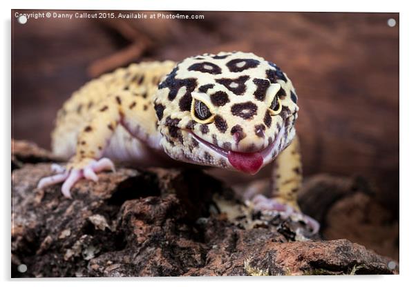 Leopard Gecko Acrylic by Danny Callcut