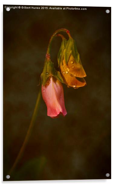 Sweet peas  Acrylic by Gilbert Hurree