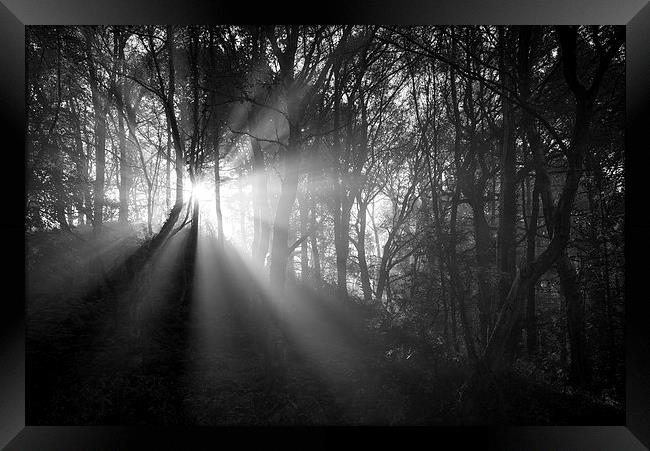  Light in the dark woods Framed Print by Andrew Kearton