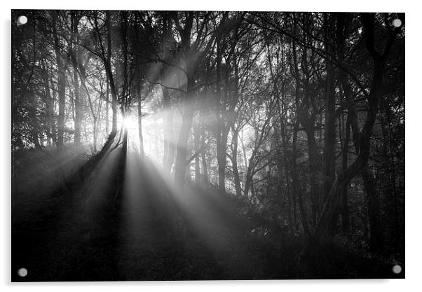  Light in the dark woods Acrylic by Andrew Kearton