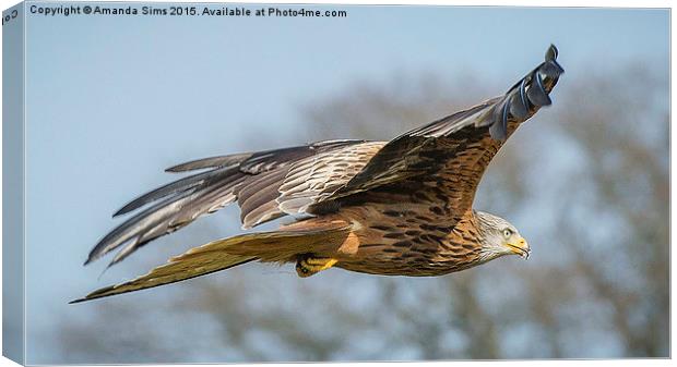  Red Kite in Flight Canvas Print by Amanda Sims