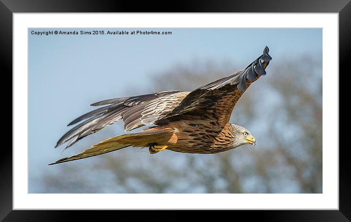  Red Kite in Flight Framed Mounted Print by Amanda Sims