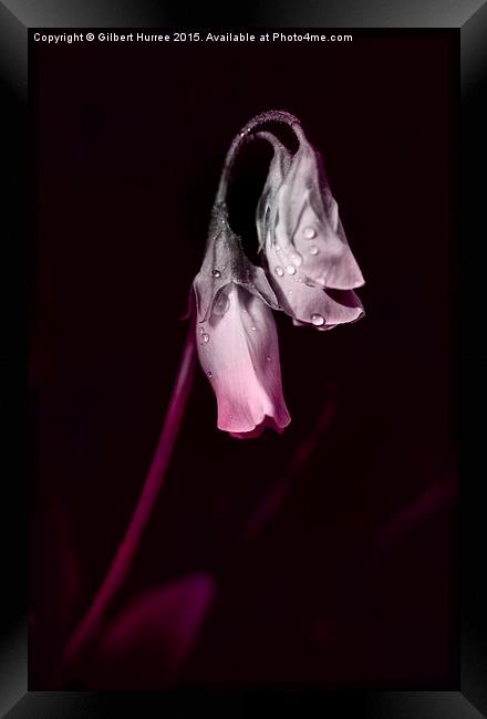 Sweet Pea Flower  Framed Print by Gilbert Hurree
