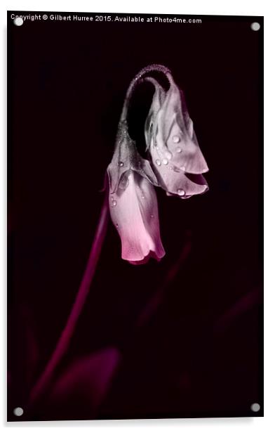 Sweet Pea Flower  Acrylic by Gilbert Hurree