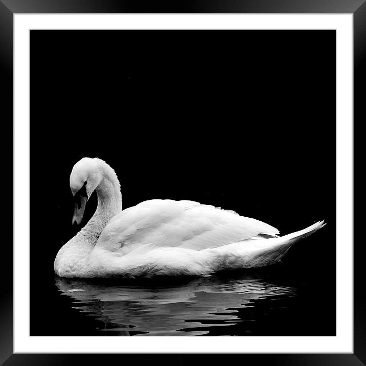  Swan Framed Mounted Print by Gavin Liddle
