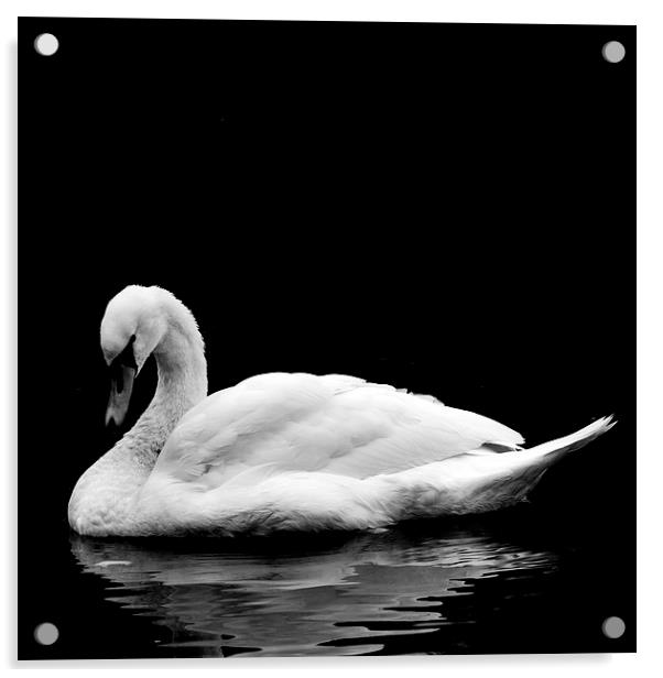  Swan Acrylic by Gavin Liddle