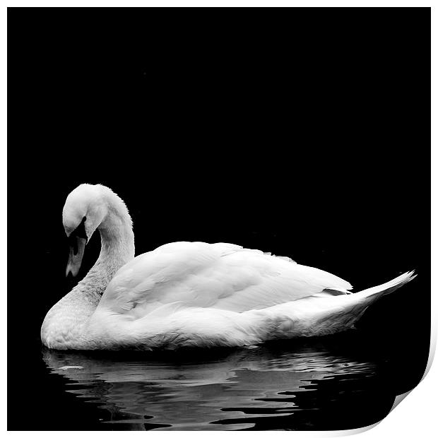  Swan Print by Gavin Liddle