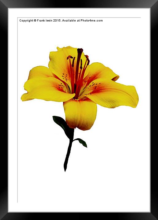  A beautiful close up of a Yellow Lily Framed Mounted Print by Frank Irwin