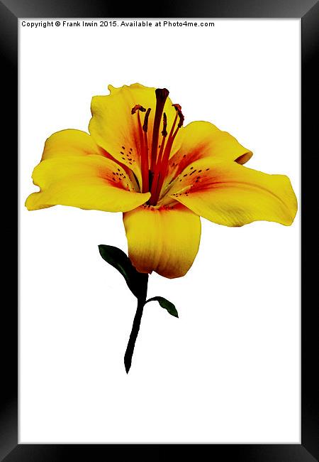  A beautiful close up of a Yellow Lily Framed Print by Frank Irwin