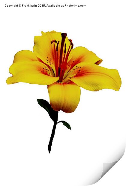  A beautiful close up of a Yellow Lily Print by Frank Irwin